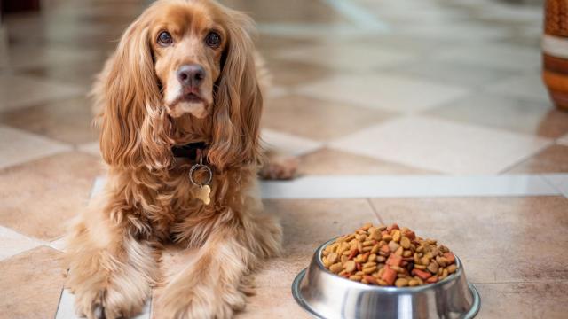 ¿Los perros pueden comer huevo?