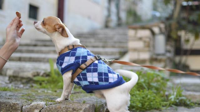 Dieta BARF para perros: ¿Qué es y cómo se hace?