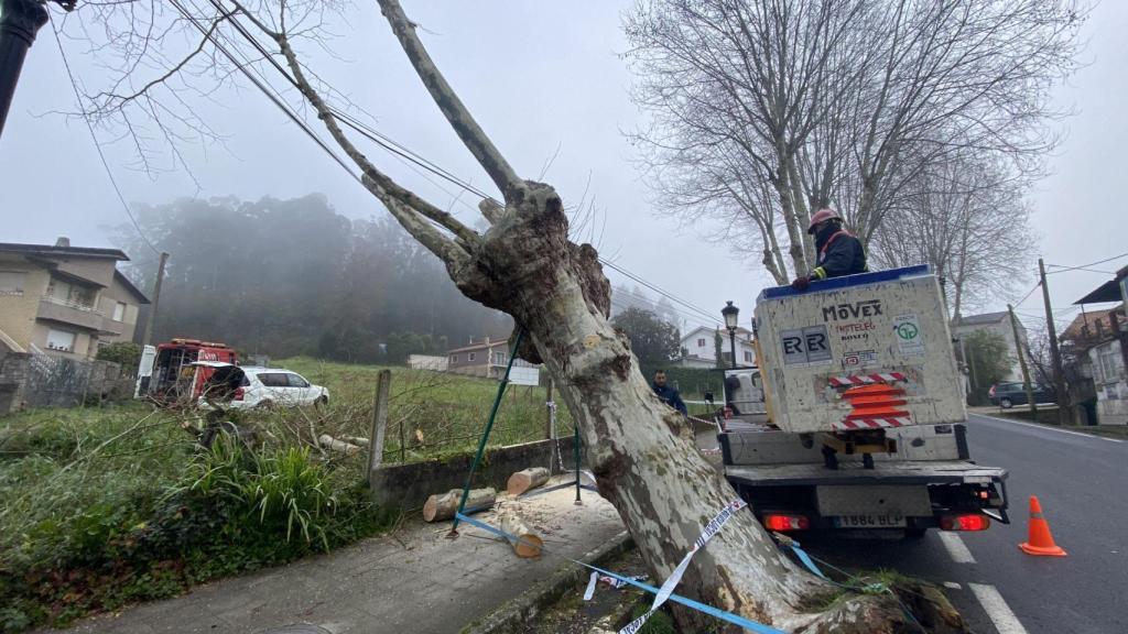 El árbol que tuvo que ser cortado.