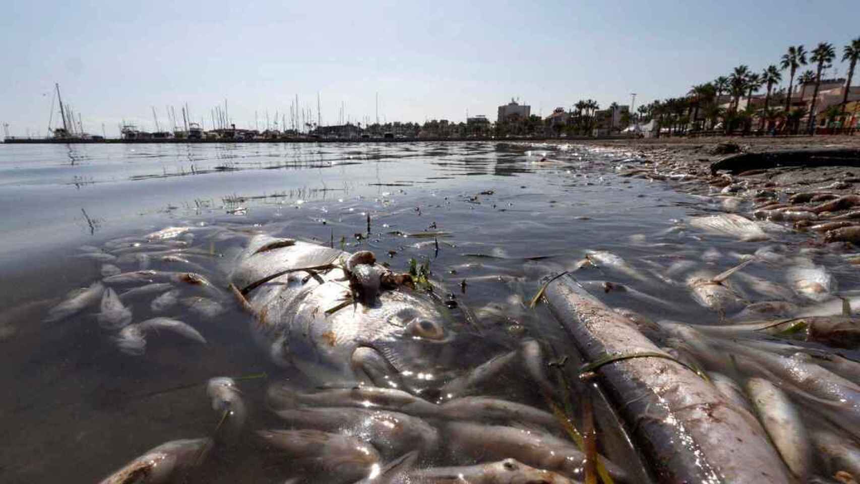 Miles de peces muertos, en 2019, cuando el Mar Menor sufrió su primer episodio de falta de oxígeno por la contaminación de su ecosistema.