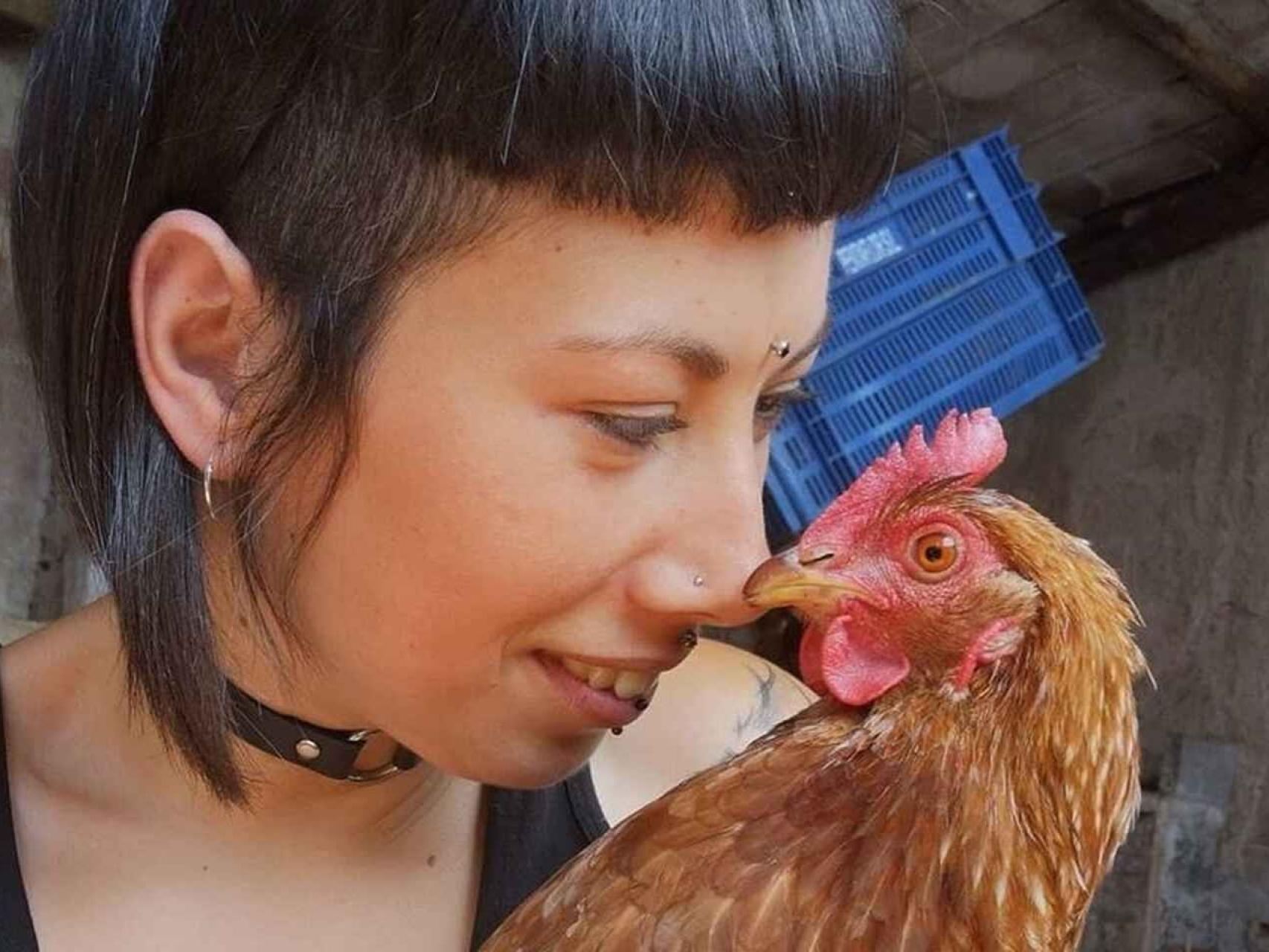 Los gallos violan a las gallinas fanny
