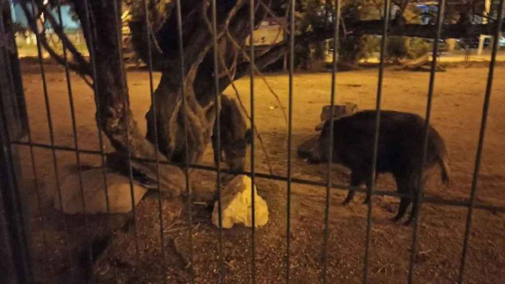 Jabalíes capturados en Vigo por la Policía Local.