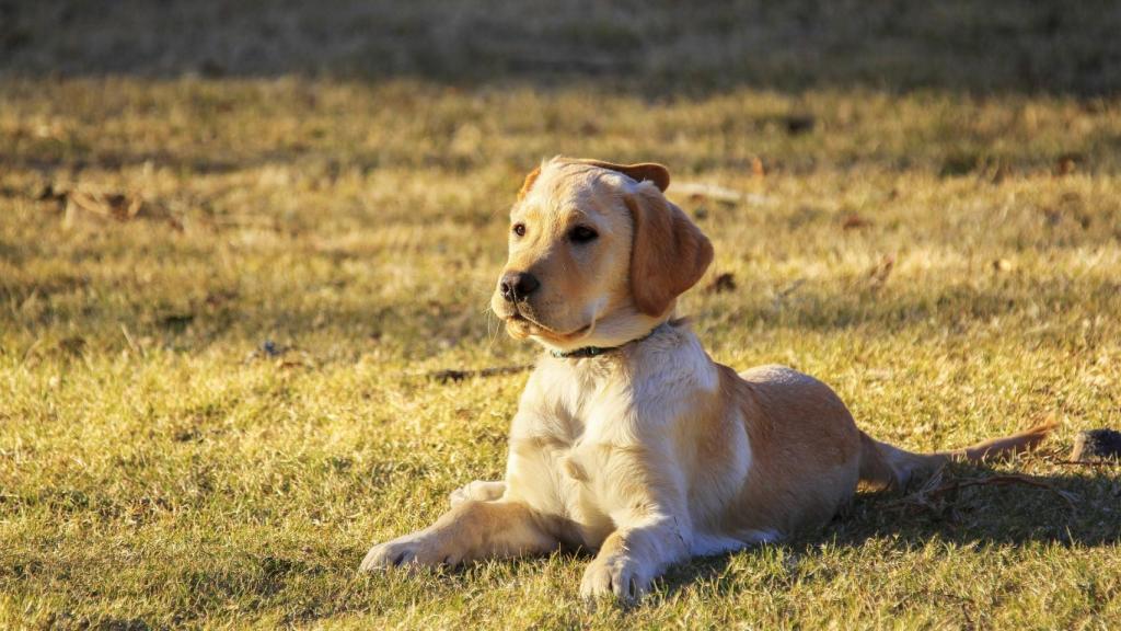 Un perro en el campo