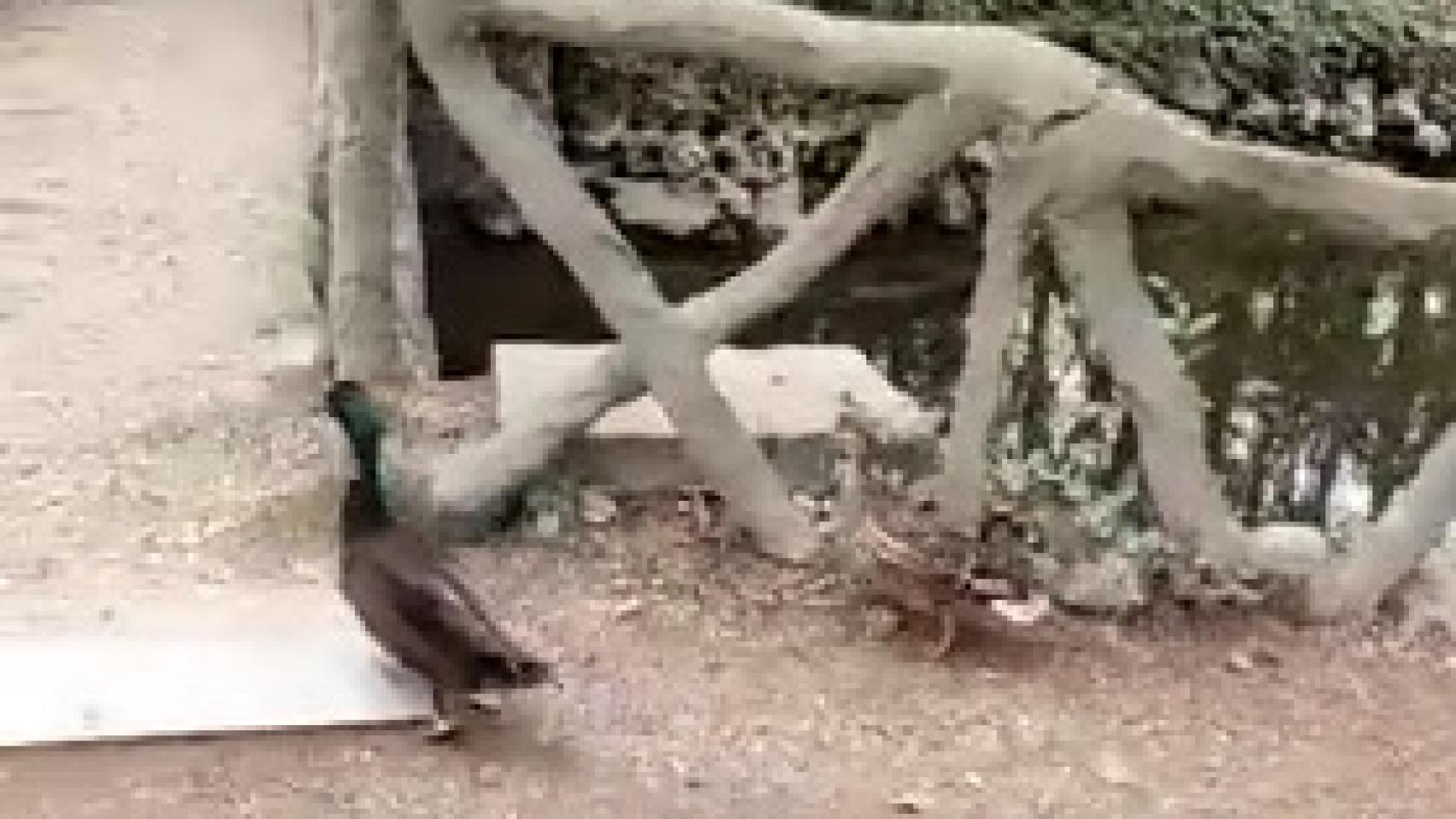 La pareja de patos que se escapó del Campo Grande de Valladolid