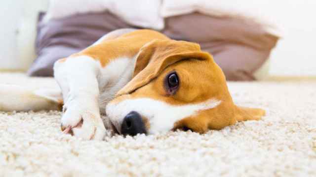 Síntomas de parasitos en perros y su prevención.
