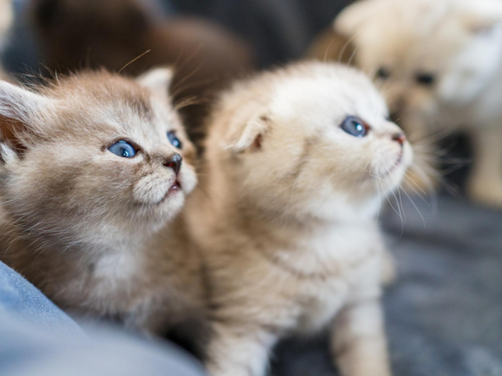 El truco para saber si un gato es macho o hembra