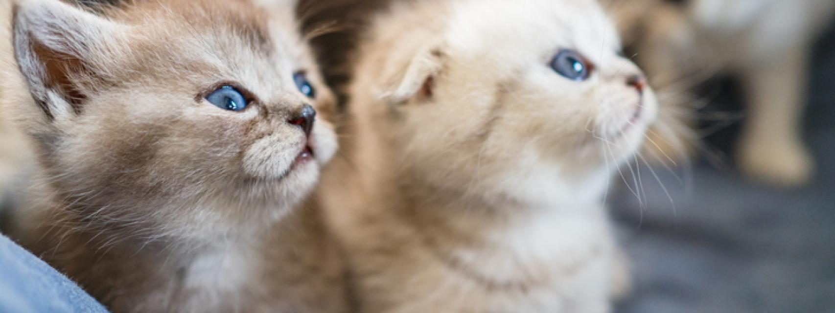 El truco para saber si un gato es macho o hembra