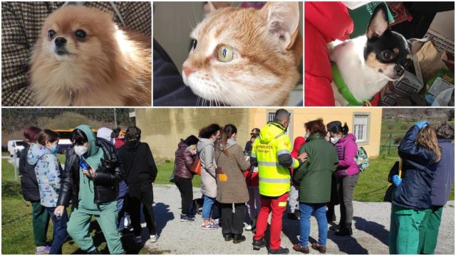 Los animales de refugiados ucranianos acogidos en CanGal.