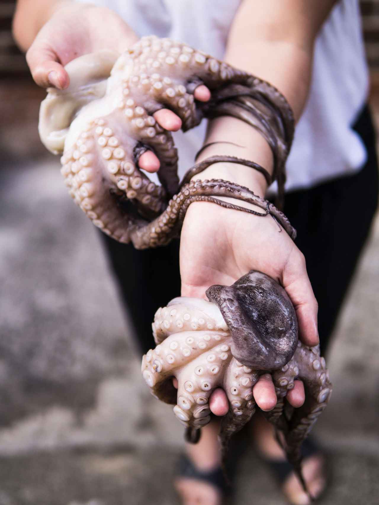 Una persona sujeta dos pulpos recién pescados en sus manos.