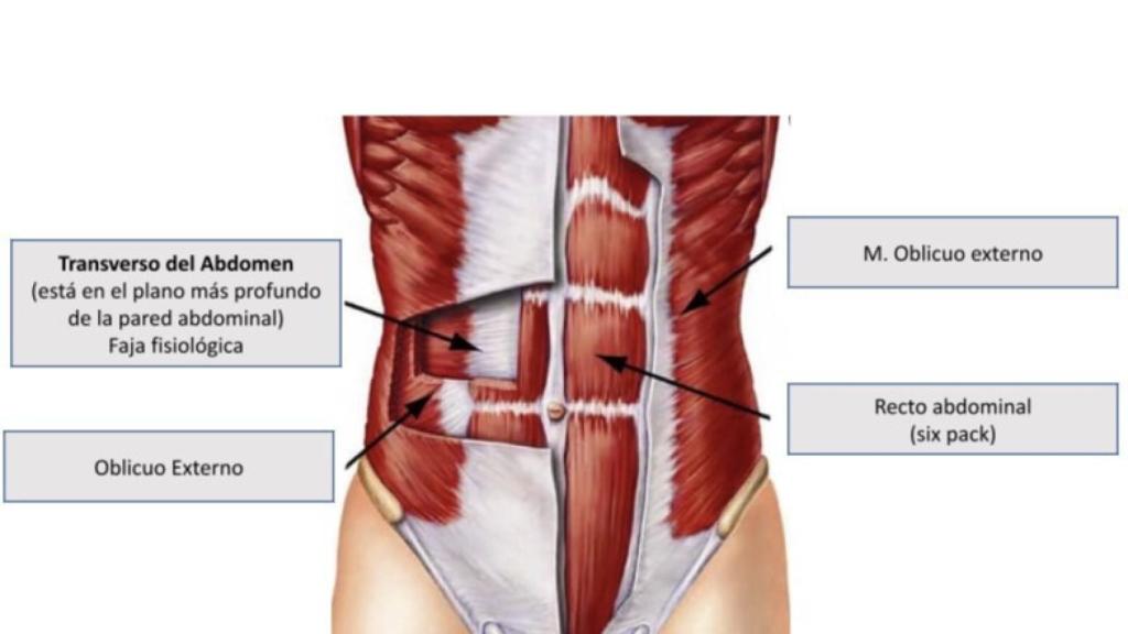 Los músculos del CORE señalados en una espalda.