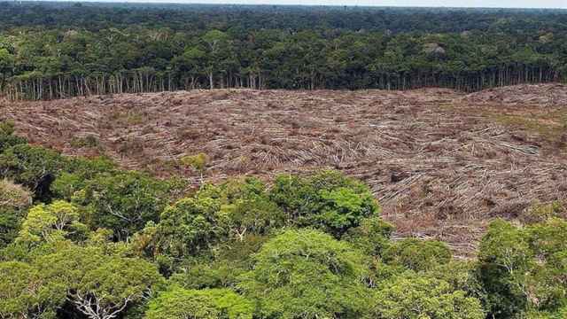 La deforestación de la Amazonía se acerca a un punto de no retorno.