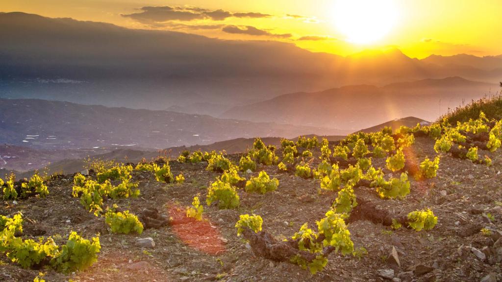 Las condiciones meteorológicas de Málaga juegan a favor de unas uvas pasas de una calidad excepcional.