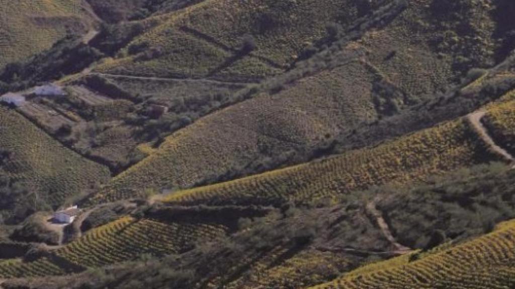 El paisaje de la Axarquía está configurado por el cultivo de la vid.