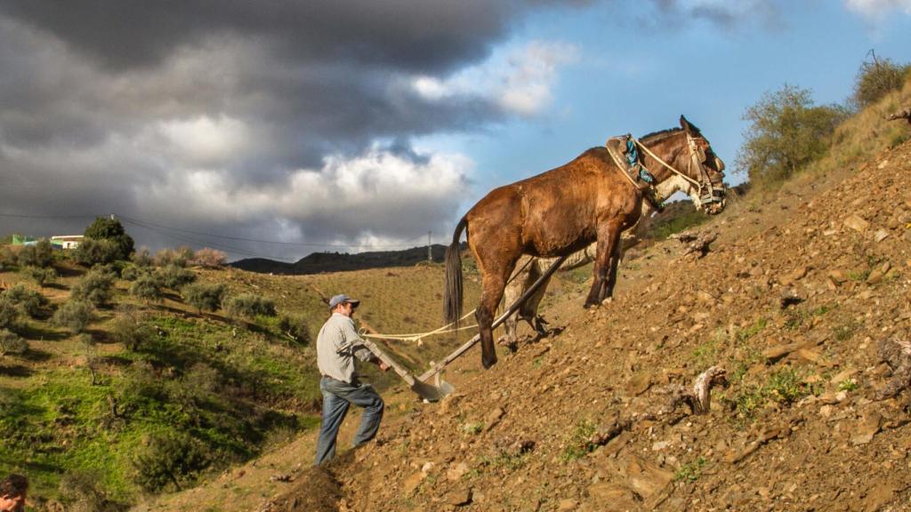 La tradición se mantiene alrededor de la producción de la pasa malagueña.