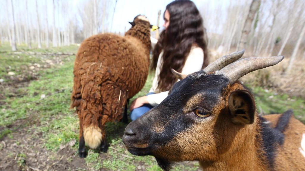 Noelia con sus animales en la Finca Fiyuelo | Foto: César Sánchez -ICAL