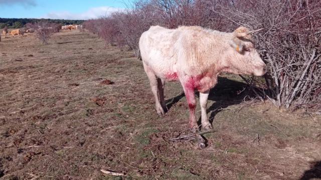 Grito desesperado de un ganadero de Guadalajara por los ataques de los lobos