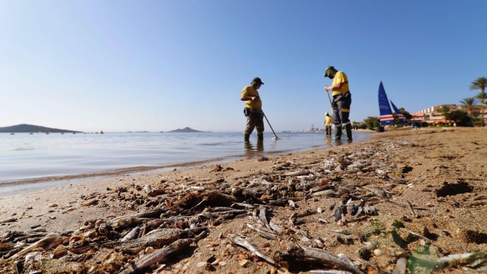 Unos operarios retirando peces muertos en una playa del Mar Menor.