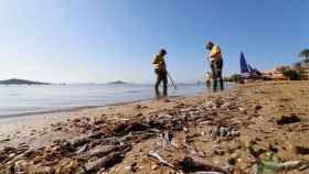 Unos operarios retirando peces muertos en una playa del Mar Menor.