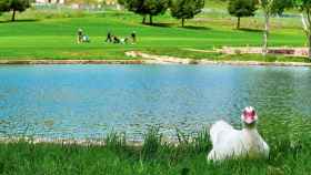 Campo de golf de Cabanillas (Guadalajara) Foto: Green Sire Golf Cabanillas
