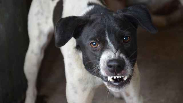 Un perro enseña los dientes. Imagen de archivo.