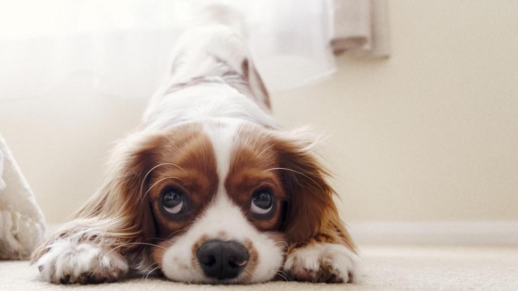 Perro en posición de juego