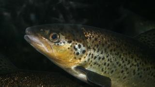 Del salmón a la trucha: así se adaptan al cambio climático los peces de agua fría en España