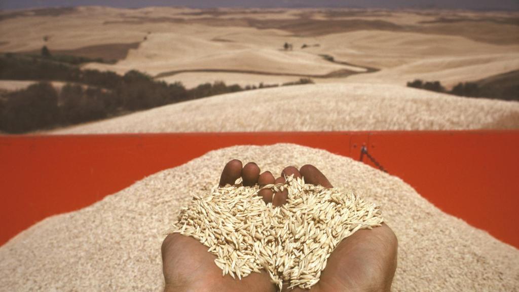 Cosecha de cereales en Ucrania, antes de la invasión rusa.