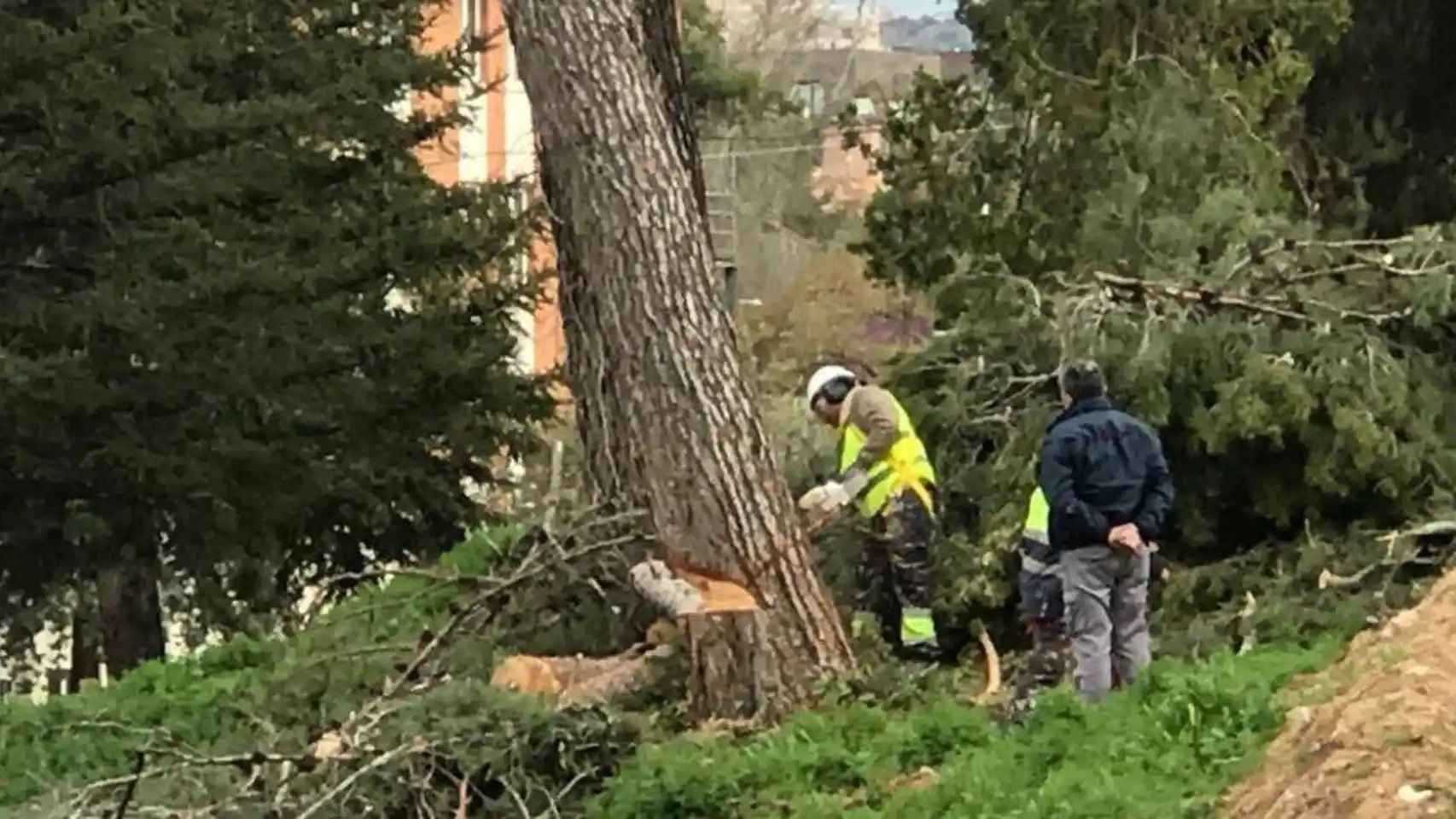 Fallece un  hombre de 63 años en Villena al caerle encima el pino que estaba talando.