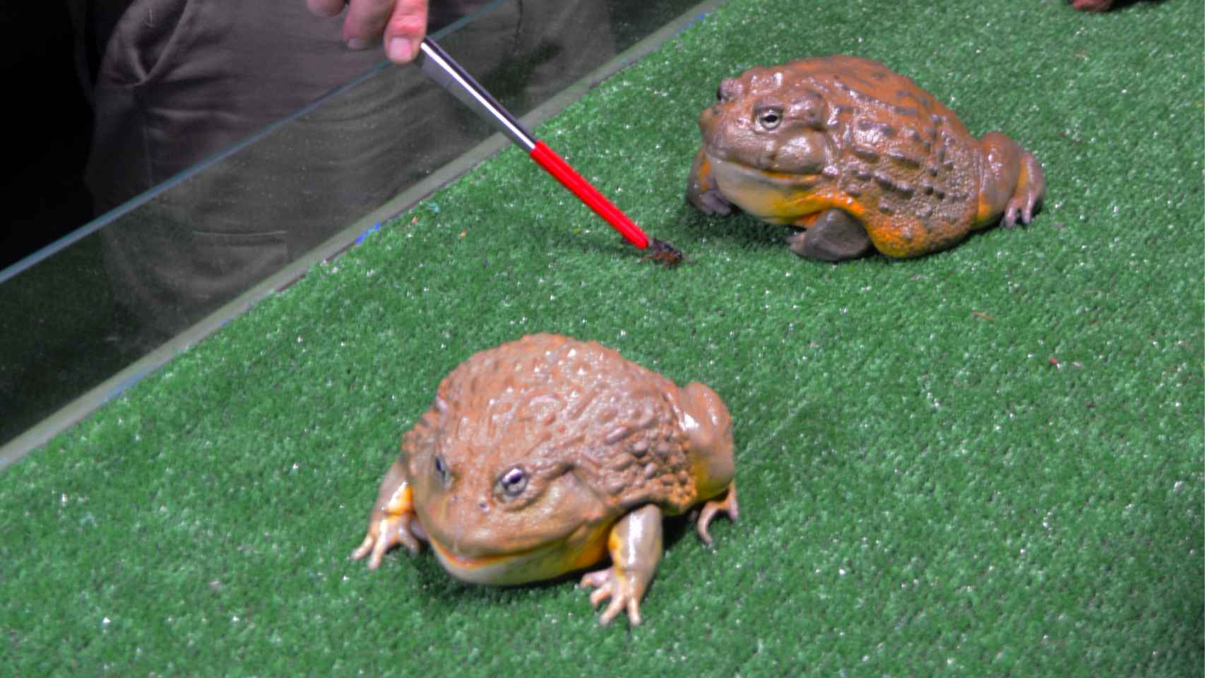 'Discovery reptiles'  en Benidorm: ¿qué hacer si te encuentras una rana gigante en la naturaleza?