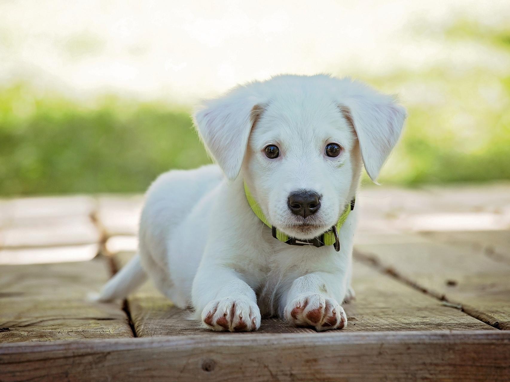 es malo que un perro se pare sobre sus patas traseras