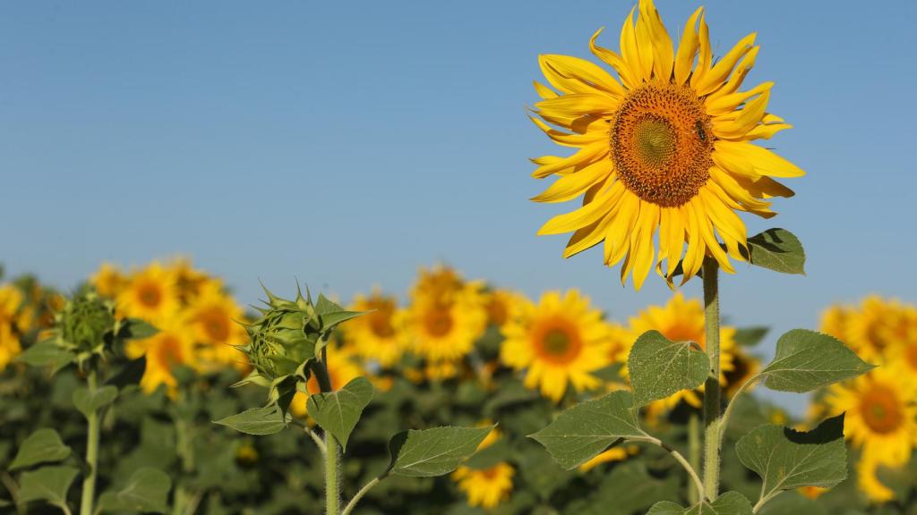 Una finca cultivada con girasol.