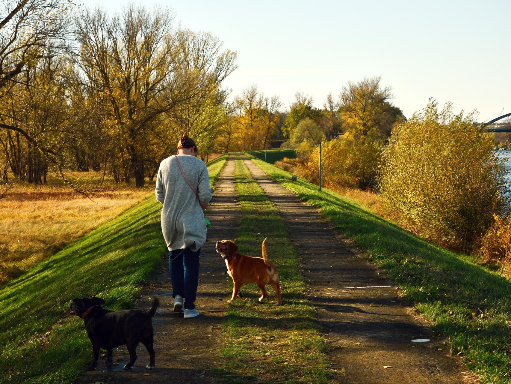 cuantas millas debo pasear a mi perro