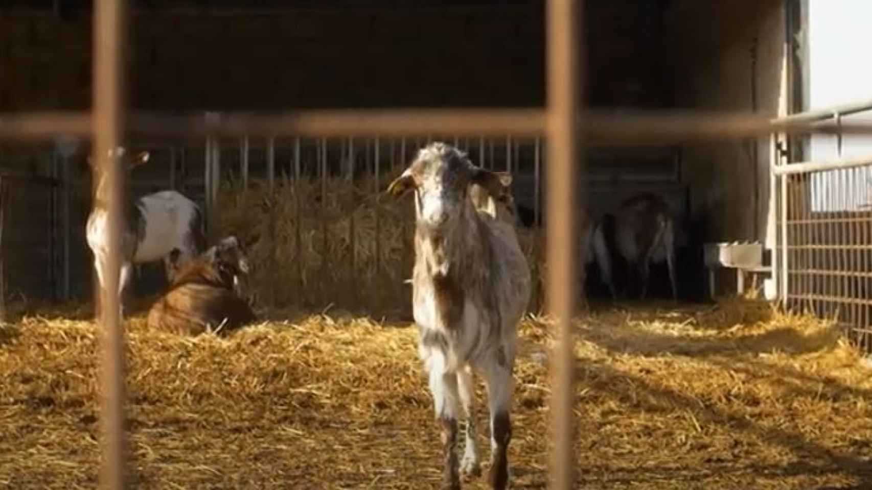 La tragedia de los ganaderos que no pueden alimentar a sus animales por la huelga del transporte
