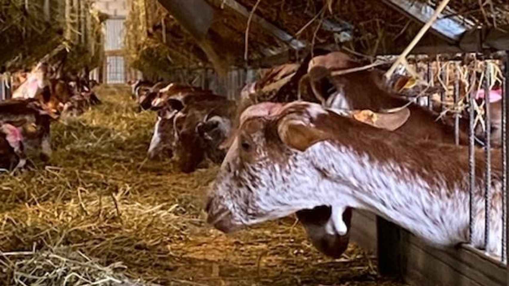 Las cabras lecheras,  esperando con hambre en el lugar donde se les suministra el pienso.