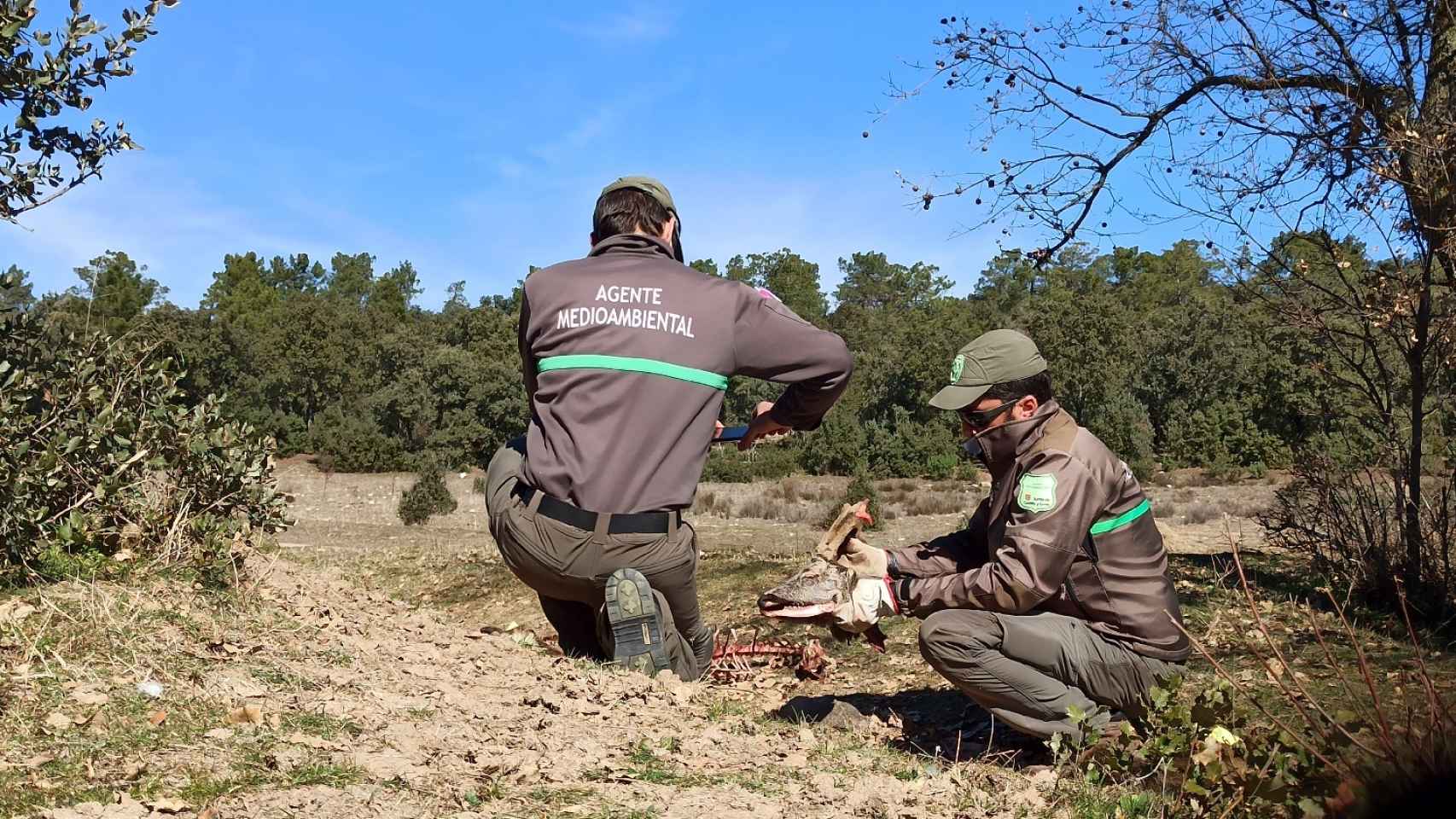Denunciado un cazador en Segovia por la caza no autorizada de seis corzos