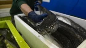 Un operario maneja pescado en una caja en la lonja de A Coruña, a 18 de marzo de 2022.