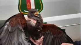 El Águila de Harris capturada por los agentes medioambientales.