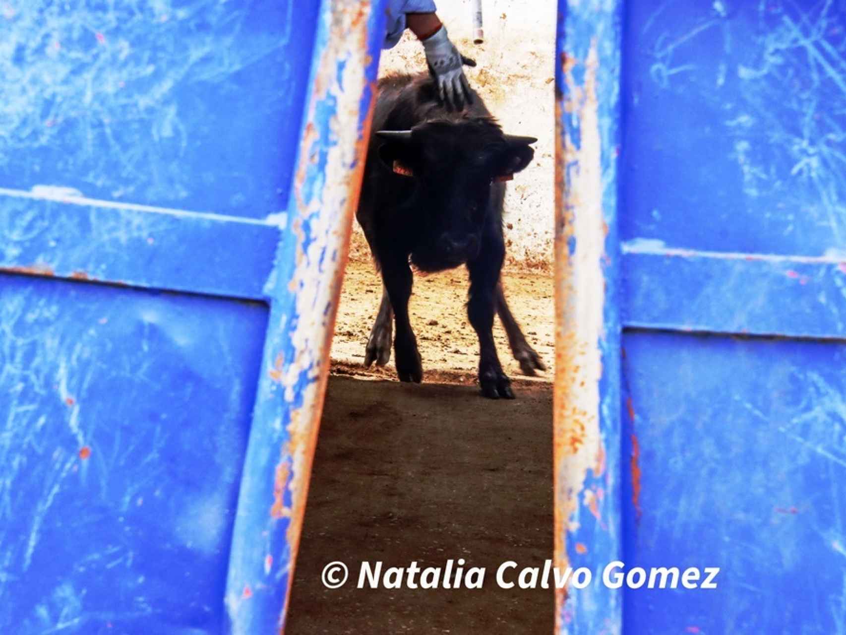 Imagen de un toro en Alcazarén