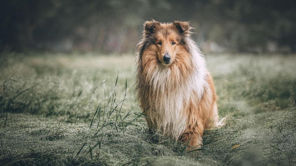 Rough Collie