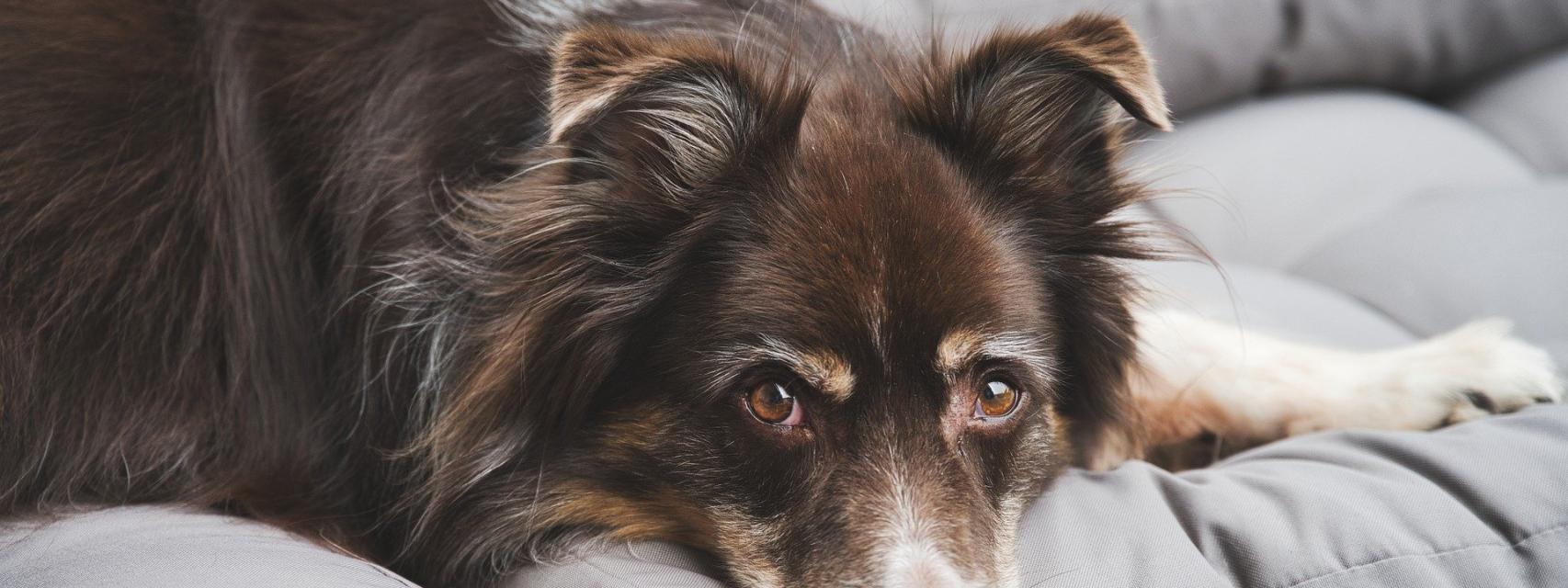 que regalar a un perro con dolor de barriga