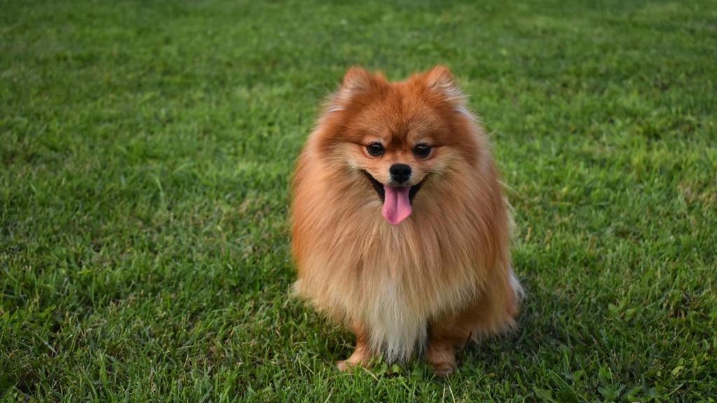 Las razas de perros más elegantes