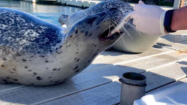 Una de las focas del Aquarium Finisterrae de A Coruña.