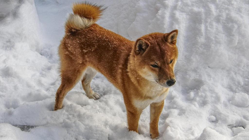 Shiba inu