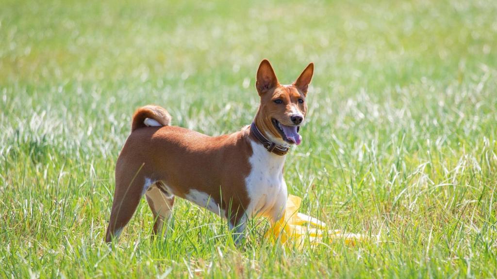 Basenji