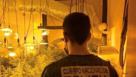 Detenido por tener casi 200 plantas de marihuana y numerosas armas blancas en un piso de Málaga.