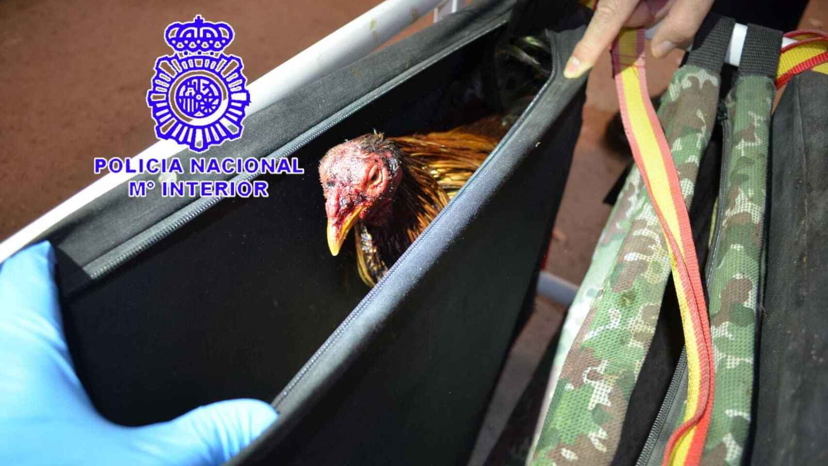 Imagen de uno de los gallos facilitada por la Policía Nacional