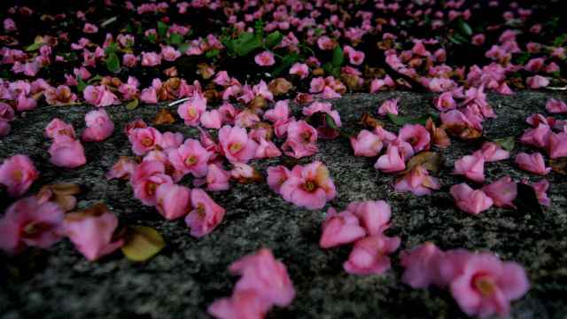 Areeiro, camelias