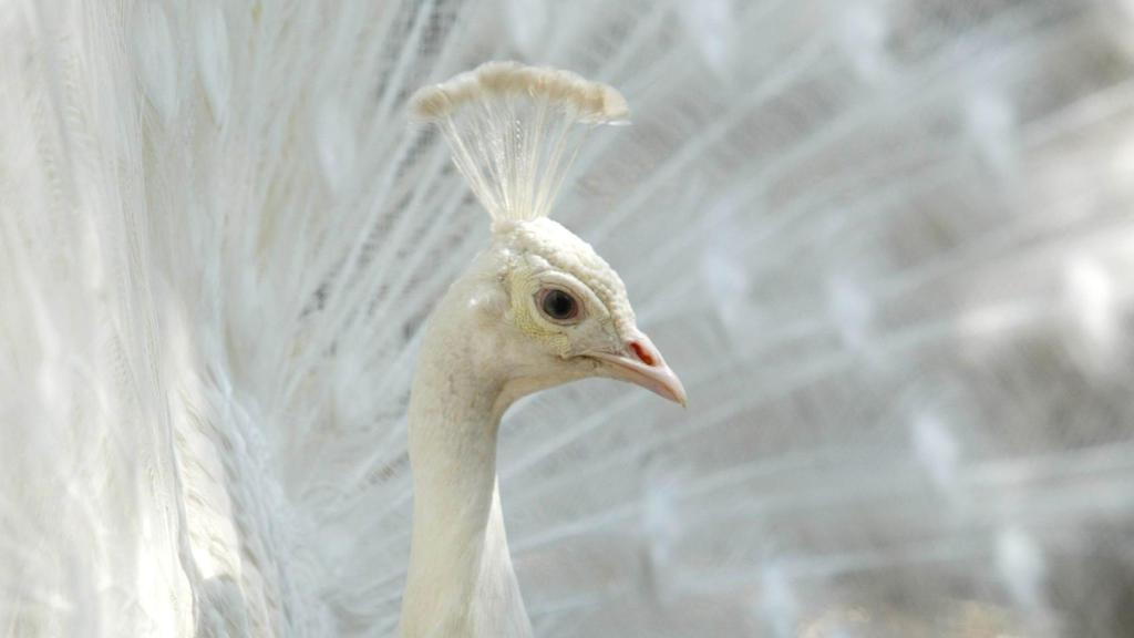 Ejemplar de pavo real albino del Campo Grande