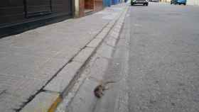 Ratas en la calle Doctor Villalobos