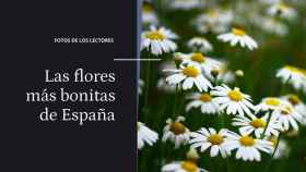 Las flores más bonitas de España ¡Mande su foto!